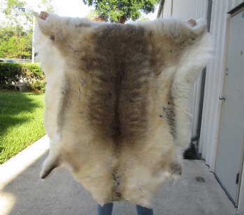 For Sale 47 inches by 46 inches Finland Reindeer Hide, Skin, farm raised - $145