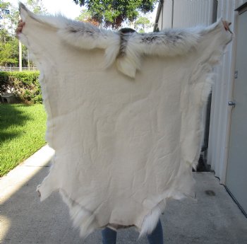 For Sale 47 inches by 46 inches Finland Reindeer Hide, Skin, farm raised - $145