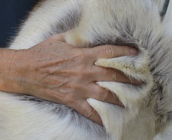 For Sale 47 inches by 46 inches Finland Reindeer Hide, Skin, farm raised - $145
