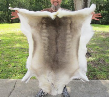 For Sale 48 inches by 43 inches Finland Reindeer Hide, Skin, farm raised - $145