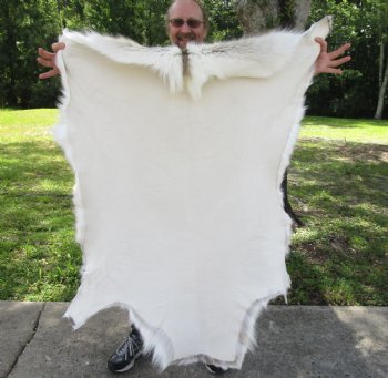 For Sale 48 inches by 43 inches Finland Reindeer Hide, Skin, farm raised - $145