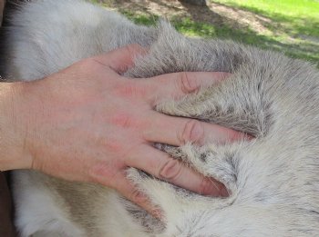 For Sale 48 inches by 43 inches Finland Reindeer Hide, Skin, farm raised - $145