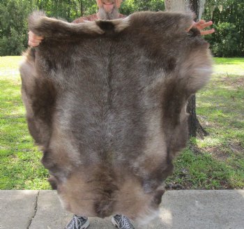 Authentic Nice Quality A Grade Reindeer pelt/hide/skin without legs, 47 inches long by 37 inches wide for $110