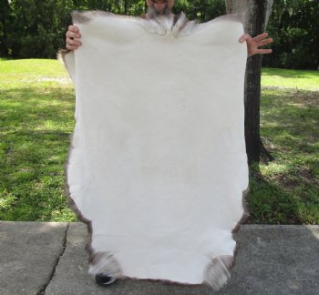 Authentic Nice Quality A Grade Reindeer pelt/hide/skin without legs, 47 inches long by 37 inches wide for $110