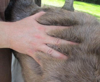 Authentic Nice Quality A Grade Reindeer pelt/hide/skin without legs, 47 inches long by 37 inches wide for $110