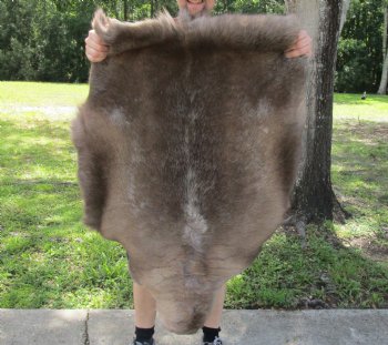 Authentic Nice Quality A Grade Reindeer pelt/hide/skin without legs, 45 inches long by 33 inches wide for $110