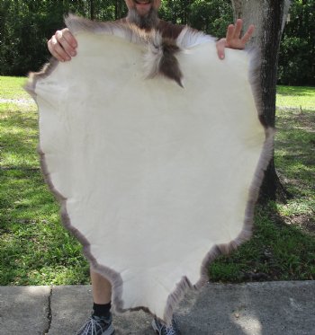 Authentic Nice Quality A Grade Reindeer pelt/hide/skin without legs, 45 inches long by 33 inches wide for $110