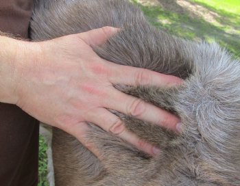 Authentic Nice Quality A Grade Reindeer pelt/hide/skin without legs, 45 inches long by 33 inches wide for $110