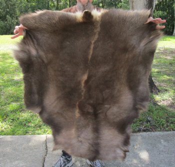 Authentic Nice Quality A Grade Reindeer pelt/hide/skin without legs, 45 inches long by 38 inches wide for $110
