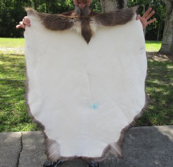 Authentic Nice Quality A Grade Reindeer pelt/hide/skin without legs, 45 inches long by 38 inches wide for $110