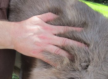 Authentic Nice Quality A Grade Reindeer pelt/hide/skin without legs, 45 inches long by 38 inches wide for $110