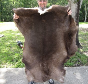 Grade B Reindeer pelt/hide/skin without legs, 45 inches long by 34 inches wide for $95