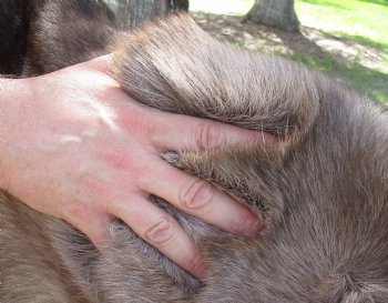 Grade B Reindeer pelt/hide/skin without legs, 45 inches long by 34 inches wide for $95