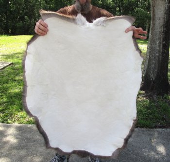 Authentic Nice Quality A Grade Reindeer pelt/hide/skin without legs, 39 inches long by 33 inches wide for $110