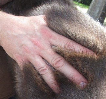 Authentic Nice Quality A Grade Reindeer pelt/hide/skin without legs, 39 inches long by 33 inches wide for $110