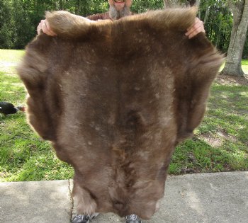 Grade B Reindeer pelt/hide/skin without legs, 44 inches long by 35 inches wide for $95