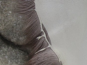 Grade B Reindeer pelt/hide/skin without legs, 44 inches long by 35 inches wide for $95