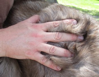 Grade B Reindeer pelt/hide/skin without legs, 44 inches long by 35 inches wide for $95