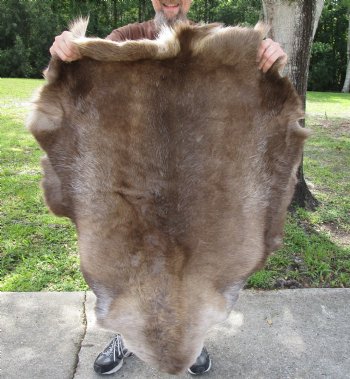 Grade B Reindeer pelt/hide/skin without legs, 47 inches long by 33 inches wide for $95
