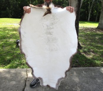 Grade B Reindeer pelt/hide/skin without legs, 47 inches long by 33 inches wide for $95