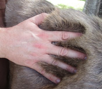 Grade B Reindeer pelt/hide/skin without legs, 47 inches long by 33 inches wide for $95