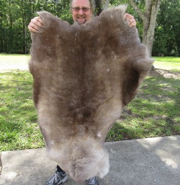 Grade B Reindeer pelt/hide/skin without legs, 45 inches long by 31 inches wide for $95