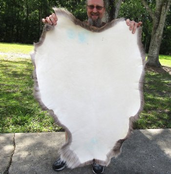 Grade B Reindeer pelt/hide/skin without legs, 45 inches long by 31 inches wide for $95