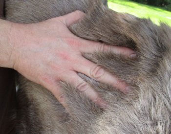 Grade B Reindeer pelt/hide/skin without legs, 45 inches long by 31 inches wide for $95