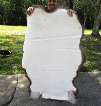 Grade B Reindeer pelt/hide/skin without legs, 46 inches long by 34 inches wide for $95