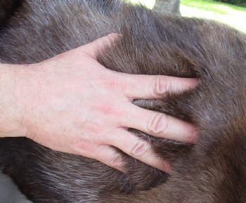 Grade B Reindeer pelt/hide/skin without legs, 46 inches long by 34 inches wide for $95