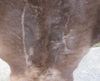 Grade B Reindeer pelt/hide/skin without legs, 45 inches long by 33 inches wide for $95
