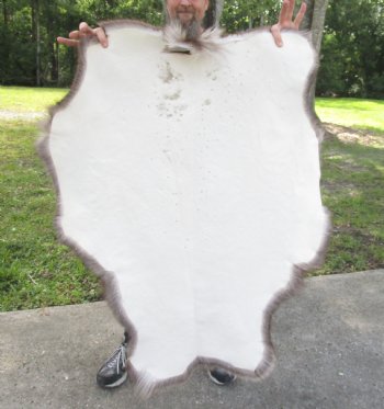 Grade B Reindeer pelt/hide/skin without legs, 45 inches long by 33 inches wide for $95