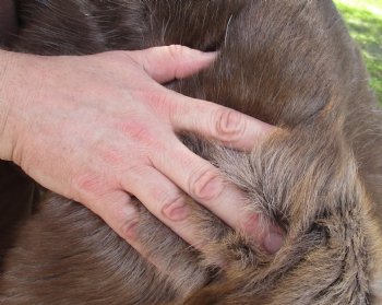 Grade B Reindeer pelt/hide/skin without legs, 45 inches long by 33 inches wide for $95