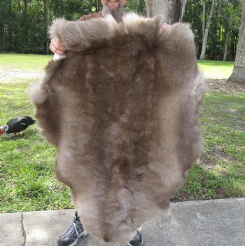 Grade B Reindeer pelt/hide/skin without legs, 47 inches long by 33 inches wide for $95