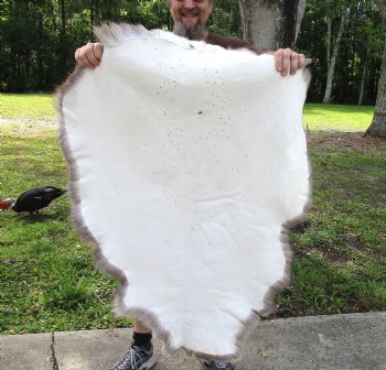 Grade B Reindeer pelt/hide/skin without legs, 47 inches long by 33 inches wide for $95