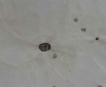 Grade B Reindeer pelt/hide/skin without legs, 47 inches long by 33 inches wide for $95