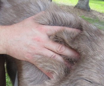 Grade B Reindeer pelt/hide/skin without legs, 47 inches long by 33 inches wide for $95