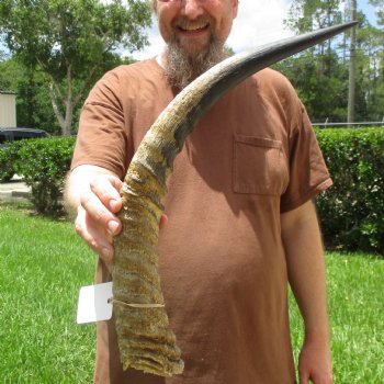 22" Waterbuck Horn - $30