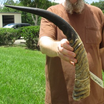 22" Waterbuck Horn - $30