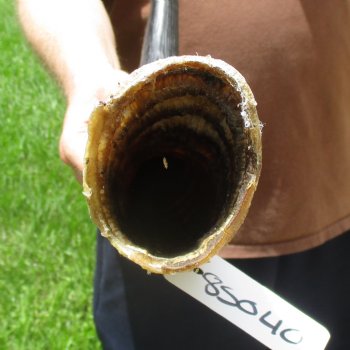 22" Waterbuck Horn - $30