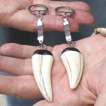 2 pc lot of Polished African Warthog Tusk Key Rings 2 inch for sale $32.00
