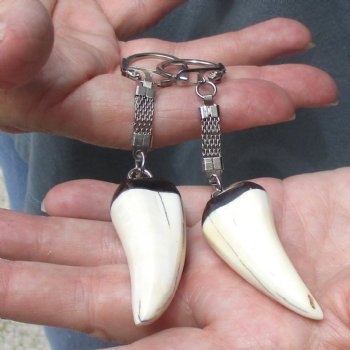 2 pc lot of Polished African Warthog Tusk Key Rings 2 inch for sale $32.00