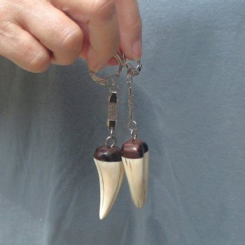 2 pc lot of Polished African Warthog Tusk Key Rings 2 inch for sale $32.00