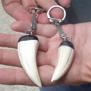 2 pc lot of Polished African Warthog Tusk Key Rings 2 inch for sale $32.00