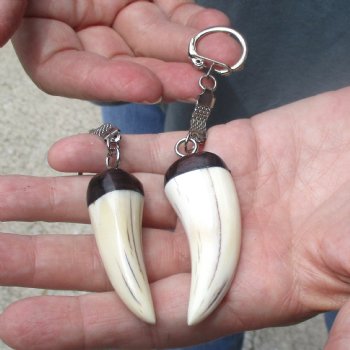 2 pc lot of Polished African Warthog Tusk Key Rings 2 inch for sale $32.00