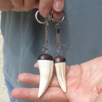 2 pc lot of Polished African Warthog Tusk Key Rings 2 inch for sale $32.00
