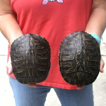 6" Red Eared Slider Turtle Shells, 2pc lot - $31