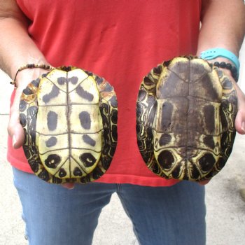 6" Red Eared Slider Turtle Shells, 2pc lot - $31