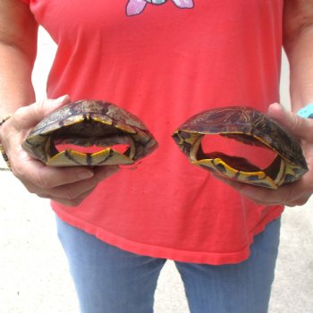 6" Red Eared Slider Turtle Shells, 2pc lot - $31