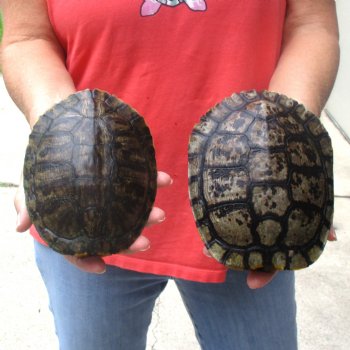 6" Red Eared Slider Turtle Shells, 2pc lot - $31